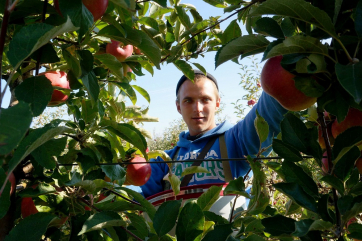 «Ягодный союз» прокомментировал ход уборки фруктов и ягод в России